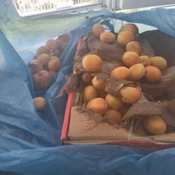 PTT Kargo, Kargo Geç Teslim Sebebi İle Çürümüş