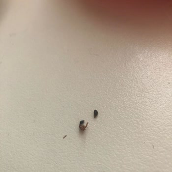 Doritos Cipsin İçinden Çıkan Böcek