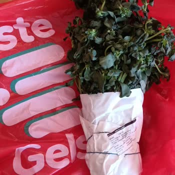 İste Gelsin / Bozuk Sebze