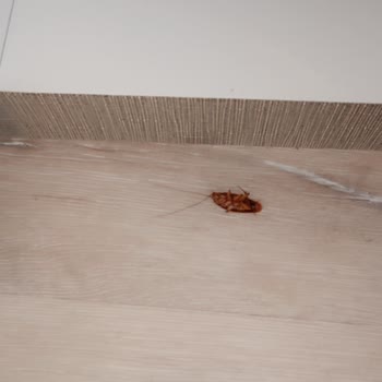 Club Hotel Rama 'da Hijyen Sorunu