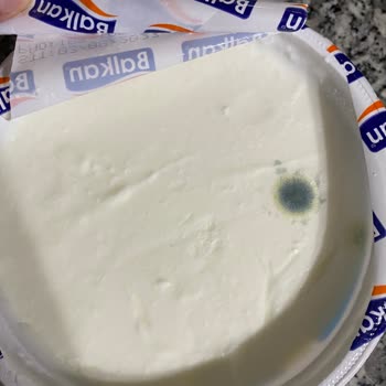 Balkan Süt Ürünleri Balkan Yoğurt Küflenmesi