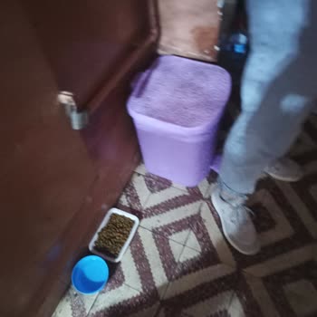 Bayrampaşa Belediyesi Bina İçerisinde Bulunan Çöpler Ve Başıboş Gezen Kediler