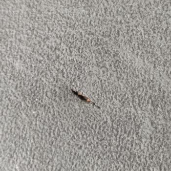 Divanev Ve Yataş'a Güvenip Koltuk Almak Pişmanlıktır