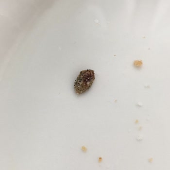 BİM'den Aldığımız Ma Sante Marka Frambuazlı Cheesecake'te Böcek Çıktı