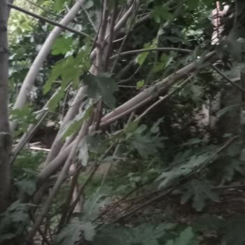 Denizli Büyükşehir Belediyesi Hurda Toplanması Nedeniyle Evimizde Sinekler Ve Lağım Fareleri Var