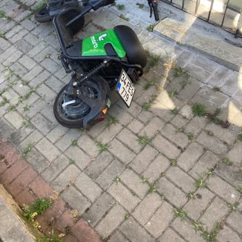 Yaya Yollarında Martı İşgali.