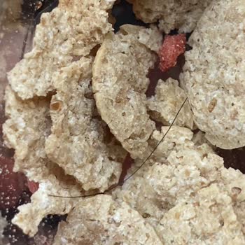 Danone Tikveşli Activa Yoğurt İçerisinden Kıl Çıktı