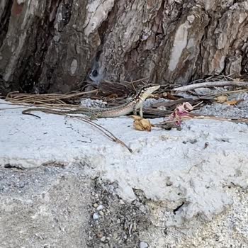 Miarosa İncekum Beach Hotel Bu Yorumu Okumadan Bu Otele Gitmeye Karar Vermeyin