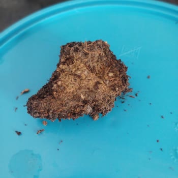 Lipton Çay Koku Ve İçinden Tuhaf Şeyler Çıktı