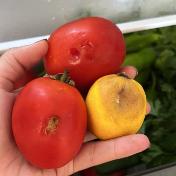 Arçelik Buzdolabı Ürünleri Çürütüyor