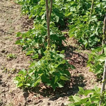 Fenerbahçe Üniversitesi Fenerbahçe' Üniversitesine Yatırmış Olduğum Ücret İadesi