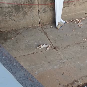 İBB - İstanbul Büyükşehir Belediyesi Dereye Düşen Kedi