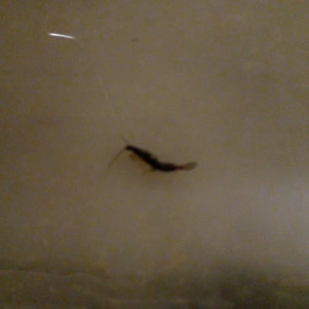 Çağdaş Marketler Meyvelerden Kulak Böcekleri Çıkıyor