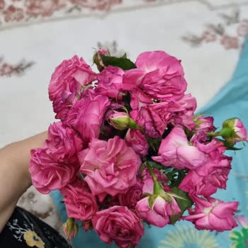 ÇiçekSepeti 45 Gül Yazıp, 26 Gül Göndermek Nedir