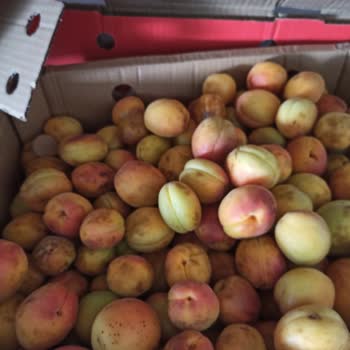 Kale Kayısı & Kuruyemiş Malatya Adı Altında Orijinalliği Şüpheli Kayısı Satan Bir Firma!