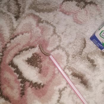 BİM Dost Sütten Kurt Çıktı