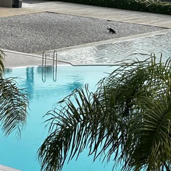 Folkart Yapı İzmir Folkart Vega Site Havuzu Hijyen Sorunu