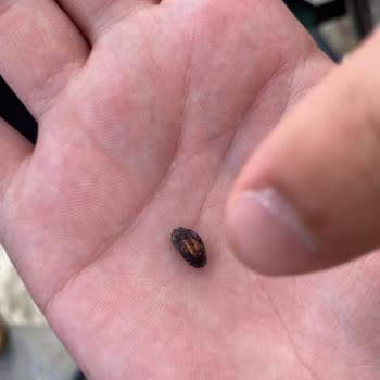 Lays Cipsten Fare Dışkısı Çıktı