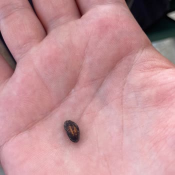 Lays Cipsten Fare Dışkısı Çıktı