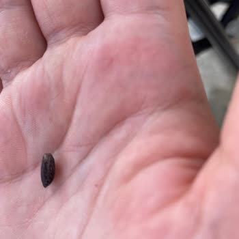 Lays Cipsten Fare Dışkısı Çıktı