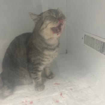 Gazi Veteriner Kliniği (İzmir) Cana Verdikleri Değer Parayla Ölçülüyor.