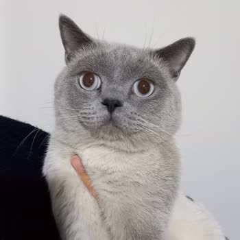 Uludağ Üniversitesi Veteriner Fakültesi Acil Bölümü Nöbetçi Doktoruna