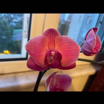 Taze Çiçek (tazecicek.com) Yanlış Ve Kötü Orkide Gönderimi