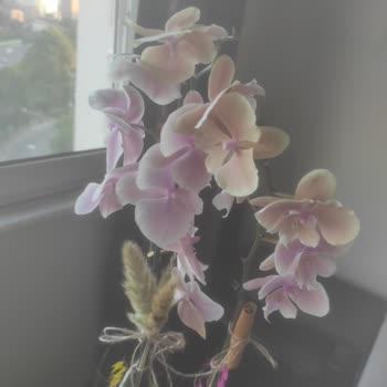 Taze Çiçek (tazecicek.com) Yanlış Ve Kötü Orkide Gönderimi