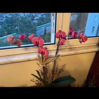 Taze Çiçek (tazecicek.com) Yanlış Ve Kötü Orkide Gönderimi