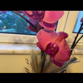 Taze Çiçek (tazecicek.com) Yanlış Ve Kötü Orkide Gönderimi