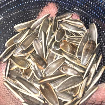 Bilvanis Kuruyemiş Bayatlıktan Yiyemedim