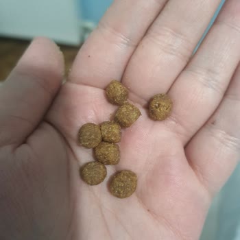 Toyasu Akvaryum & Pet Shop Orijinalliği Şüpheli Mama Satılması