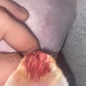 Pet Kuaför Köpeğimin Tıraşı Sırasında Yaşanan Yanlışlık