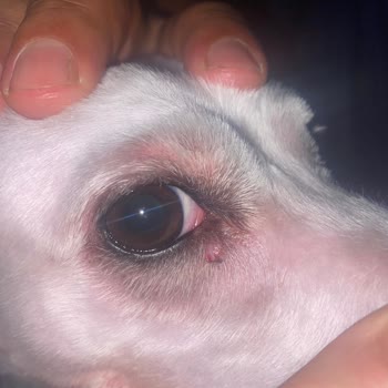 Pet Kuaför Köpeğimin Tıraşı Sırasında Yaşanan Yanlışlık