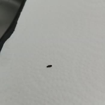 Piyale Marka Makarnadan Böcek Çıktı