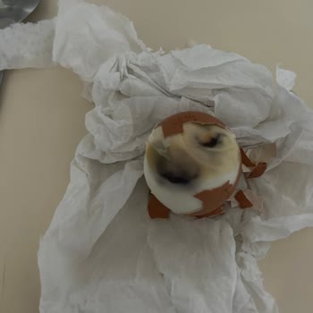 Çağrı Hipermarket Bozuk Yumurta