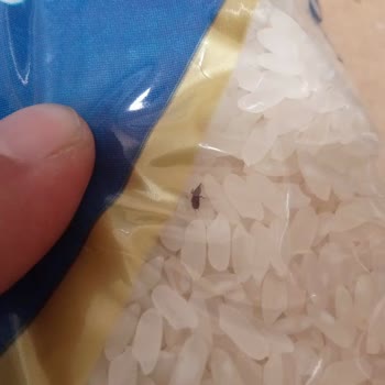 Oruçoğlu Bakliyat Ürünlerinde Canlı Böcek!