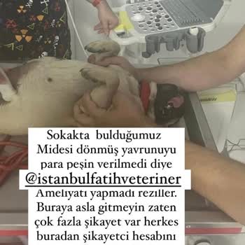 İstanbul Fatih Veteriner Kliniği Köpeğimin Ölmesine Sebep Oldu