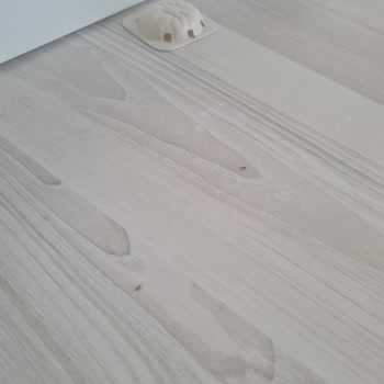 Raid Karınca İlacı Etkisiz