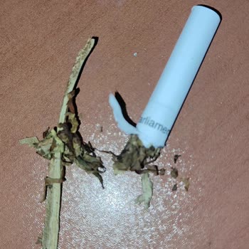 Sürekli Bütün Parliament Sigaralarında Çıkan Ağaç Parçaları