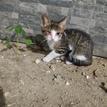 Beylikdüzü Belediyesi Veteriner Hizmetleri İki Kediyi Ölüme Terk Etti
