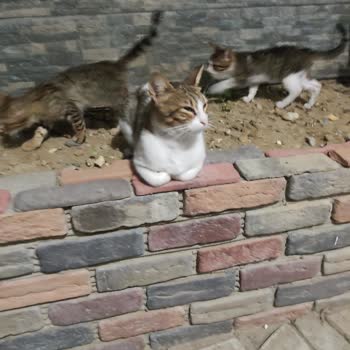 Beylikdüzü Belediyesi Veteriner Hizmetleri İki Kediyi Ölüme Terk Etti