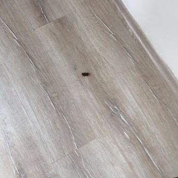 Tatilde Kirala %100 Para İadesi Diyen Ama Böcekli Evde Para İadesi Yapılmadı