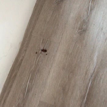 Tatilde Kirala %100 Para İadesi Diyen Ama Böcekli Evde Para İadesi Yapılmadı