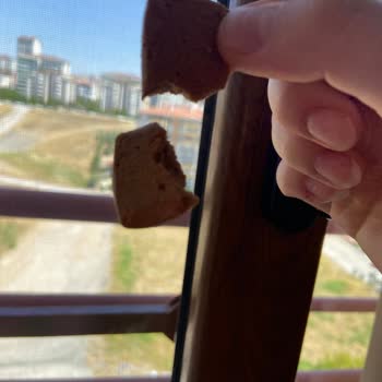 Hünnap Doğal Yaşam Ürünleri Bebek Bisküvisinden Kıl Çıktı