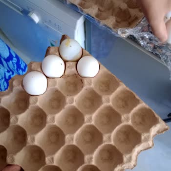 A101'den Alınan Yumurtadan Çıkan Kurtlar