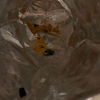 Doritos Taco İçinden Çıkan Kömür Gibi Madde