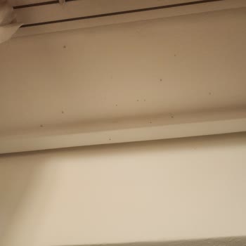 Pronto Tour Orta Avrupa Turu