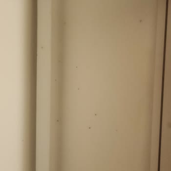 Pronto Tour Orta Avrupa Turu