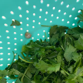 Paşa İskender Lahmacun Çorum Üründen&nbsp; Salyangoz Çıktı